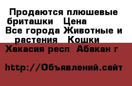 Продаются плюшевые бриташки › Цена ­ 2 500 - Все города Животные и растения » Кошки   . Хакасия респ.,Абакан г.
